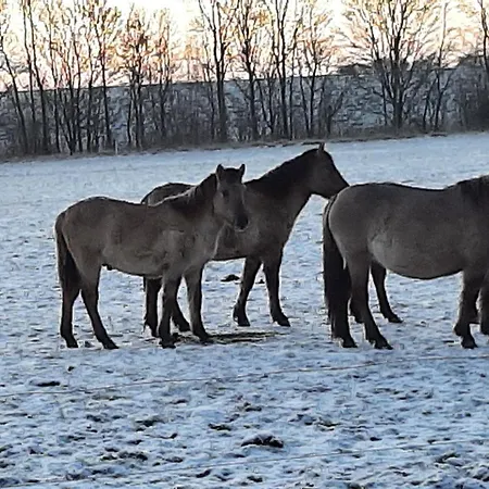 Biesboschbest Nocleg ze śniadaniem Werkendam