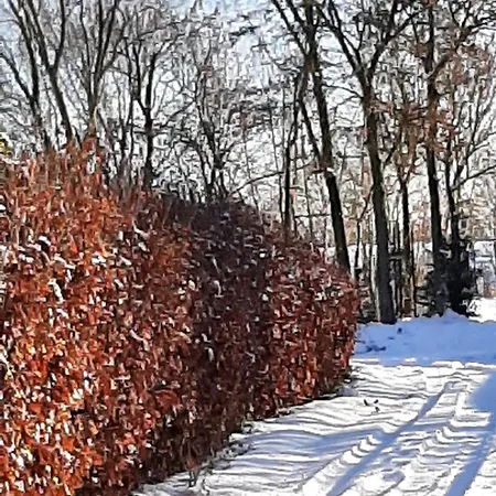 Biesboschbest Nocleg ze śniadaniem 3*