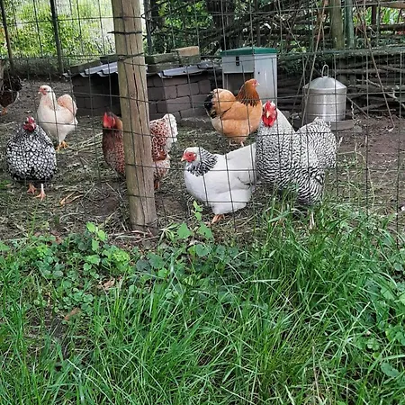 Biesboschbest Bed & Breakfast