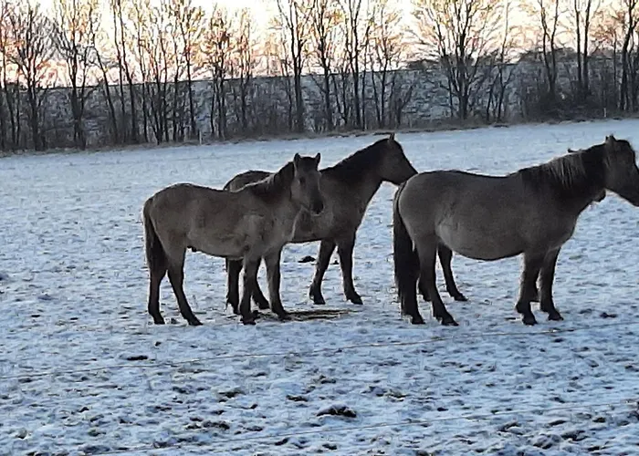 Biesboschbest Nocleg ze śniadaniem Werkendam