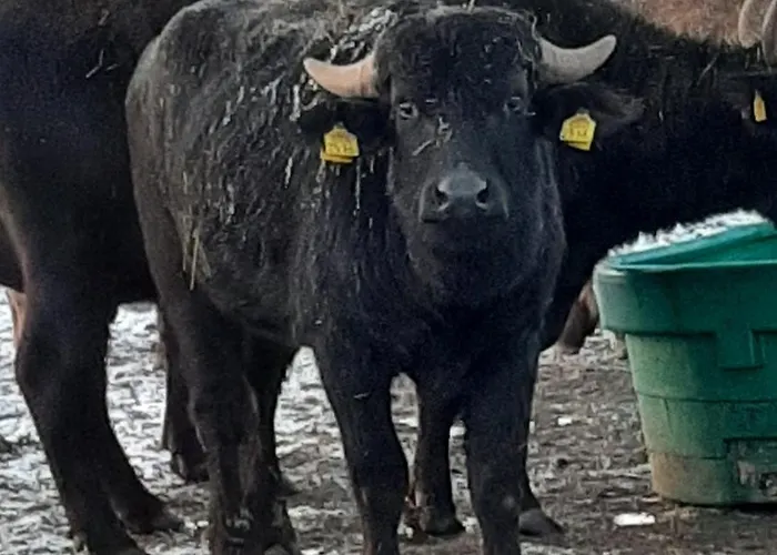 Nocleg ze śniadaniem Biesboschbest 3*