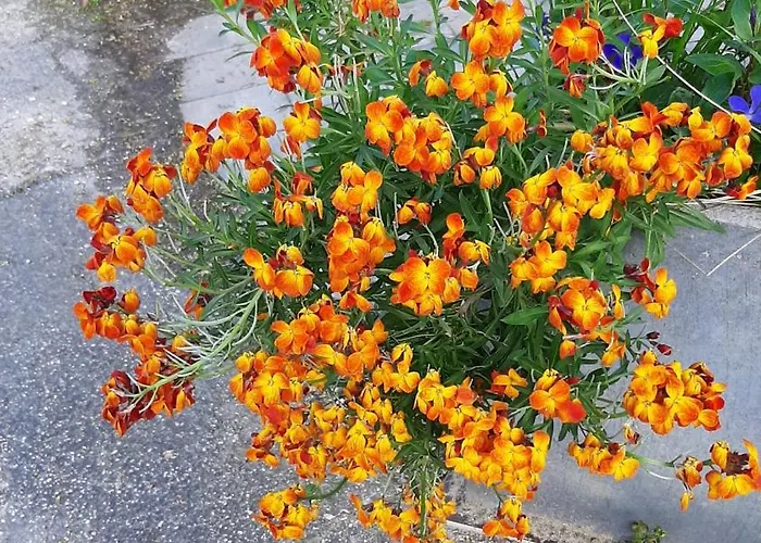 Frühstückspension Biesboschbest Werkendam