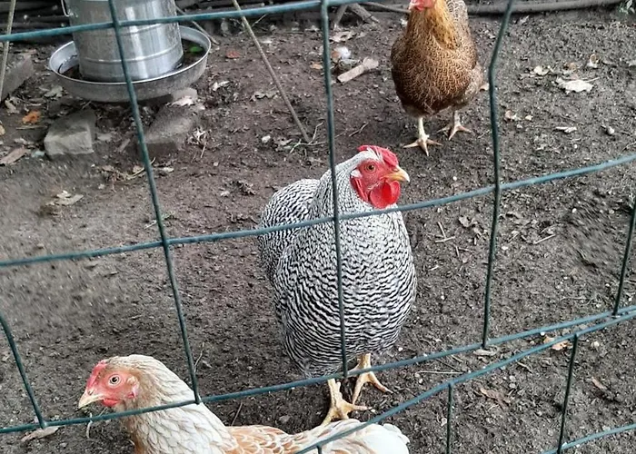 Biesboschbest Nocleg ze śniadaniem Werkendam