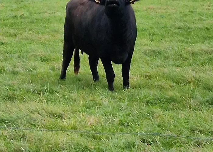 Biesboschbest 住宿加早餐酒店 Werkendam