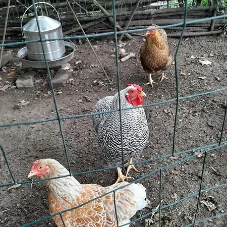 Biesboschbest לינה וארוחת בוקר Werkendam