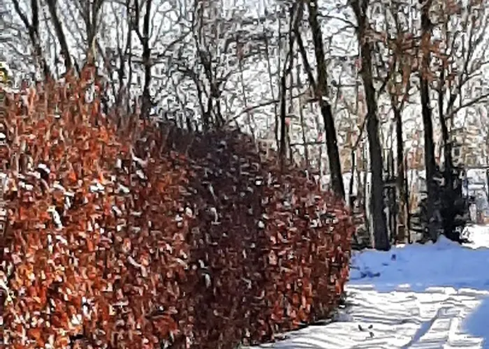 Biesboschbest Bed & Breakfast 3*